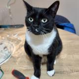 Foto del gato perdido en Crecy La Chapelle