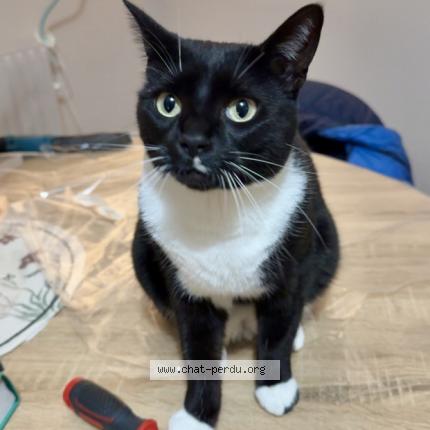 Foto 1/1 Willow Chat perdido en Crecy la chapelle