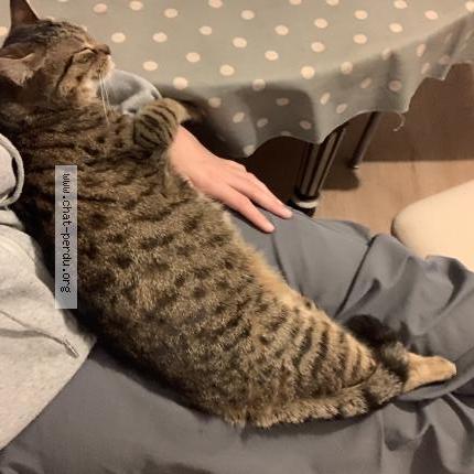 Foto 1/1 Chamallow Chat perdido en Bourges