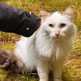 Foto de gato encontrado en Geneve