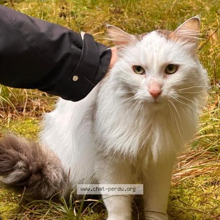 Foto 1/1 Gato encontrado Encontrado en Geneve
