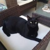 Foto del gato perdido en Le Guillaume