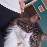 Foto del gato perdido en Schiltigheim