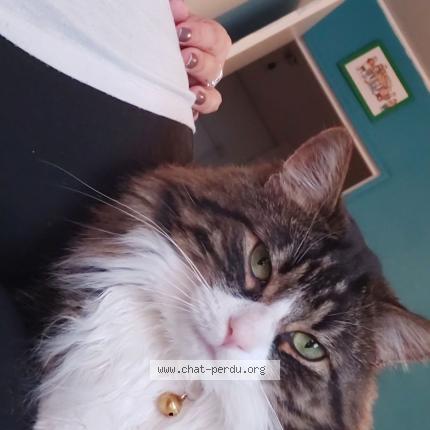Foto 1/1 Neko Chat perdido en Schiltigheim