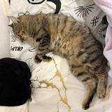 Foto del gato perdido en Vendenheim