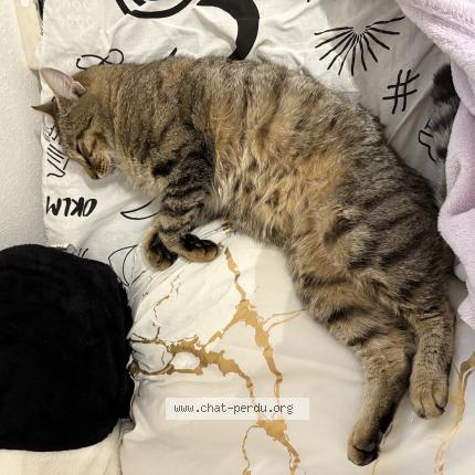 Foto 1/1 mimi Chat perdido en Vendenheim