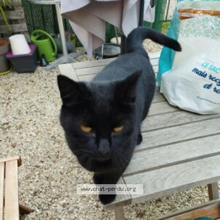 Foto 1/1 Pepsi Chat perdido en Dreux