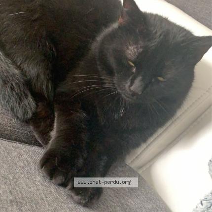 Foto 1/1 Izzy Chat perdido en Montigny en gohelle