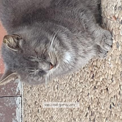 Foto 1/1 Gato encontrado Encontrado en 87350 panazol france