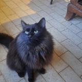 Foto de gato encontrado en Mours Saint Eusebe