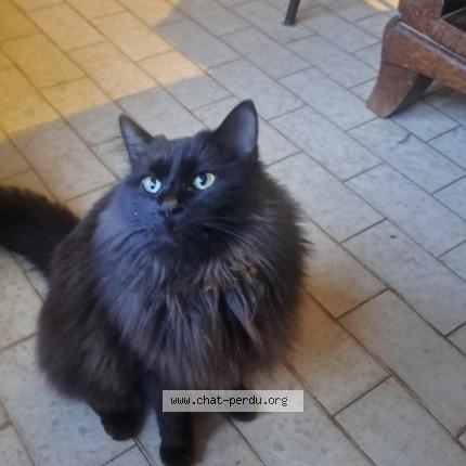 Foto 1/2 Gato encontrado Encontrado en Mours saint eusebe