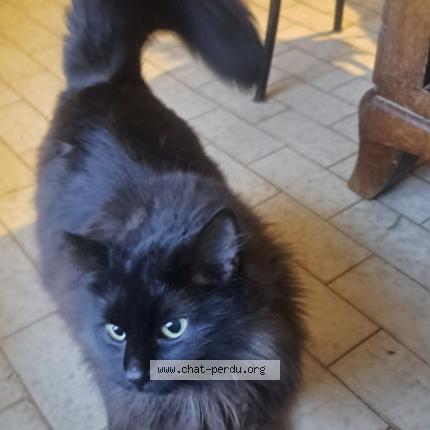 Foto 2/2 Gato encontrado Encontrado en Mours saint eusebe