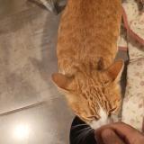 Foto del gato perdido en Gaillac