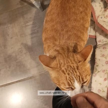 Foto 1/1 Lio Chat perdido en Gaillac