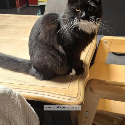 Foto 1/1 Dita Chat perdido en Issoudun
