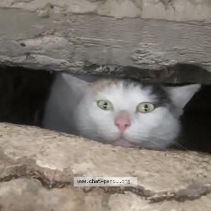 Foto 1/2 Gato encontrado Encontrado en Lyon