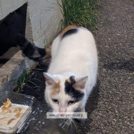 Foto 2/2 Gato encontrado Encontrado en Lyon