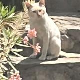 Foto de gato encontrado en Lima