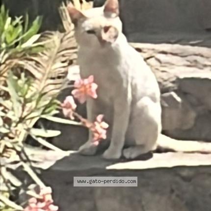 Foto 1/1 Gato encontrado Encontrado en Lima