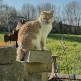 Foto del gato perdido en Lavernat