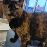 Foto del gato perdido en Mingoval