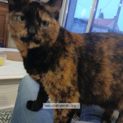 Foto 1/1 Calie Chat perdido en Mingoval