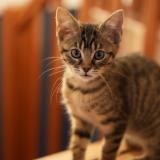 Foto del gato perdido en Saint Cyr L Ecole