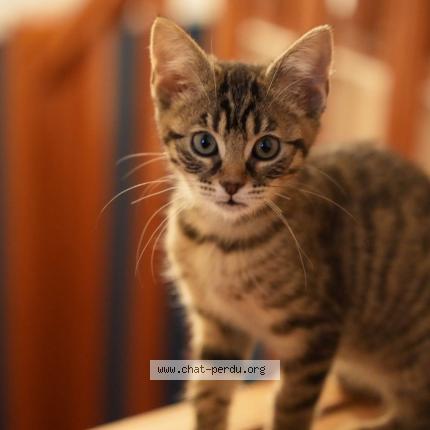 Foto 1/1 Lauis Chat perdido en Saint cyr l ecole