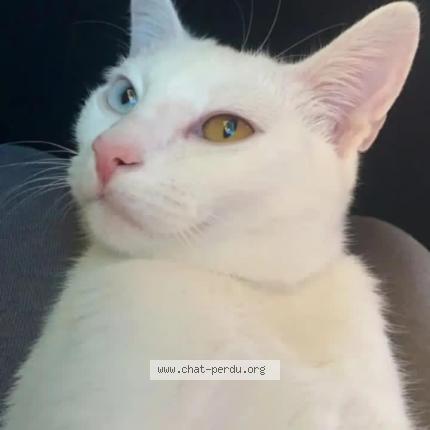 Foto 1/1 Gogol Chat perdido en Les neyrolles