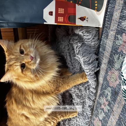 Foto 1/1 Gato encontrado Encontrado en Agawam