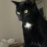 Foto del gato perdido en Lausanne