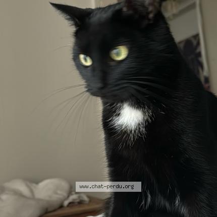 Foto 1/1 Lascar Chat perdido en Lausanne