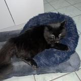 Foto del gato perdido en Saint Yorre