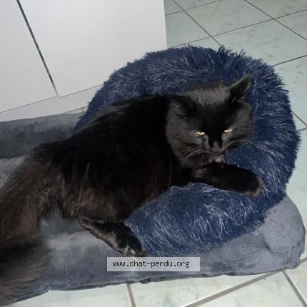 Foto 1/1 Habilou Chat perdido en Saint yorre