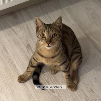 Foto 1/2 simba Chat perdido en Namur