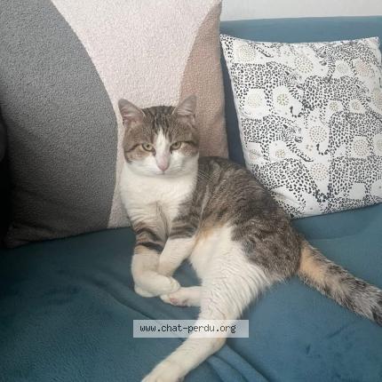 Foto 1/1 Sky Chat perdido en Cherbourg en cotentin