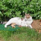 Foto del gato perdido en Dunkerque
