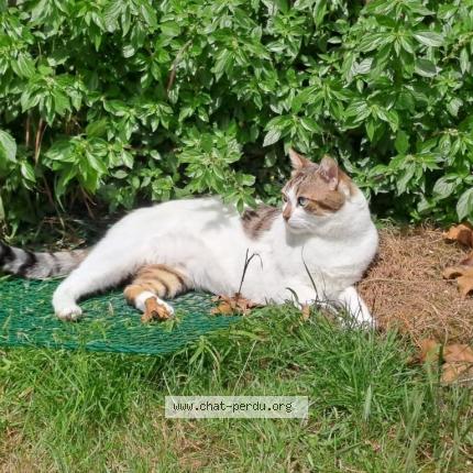 Foto 1/1 Coco Chat perdido en Dunkerque