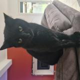 Foto del gato perdido en Avelin