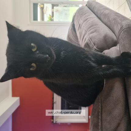 Foto 1/1 Yoda Chat perdido en Avelin