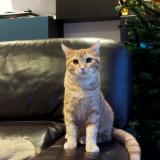 Foto del gato perdido en Villeneuve Le Comte