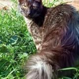 Foto del gato perdido en La Florida