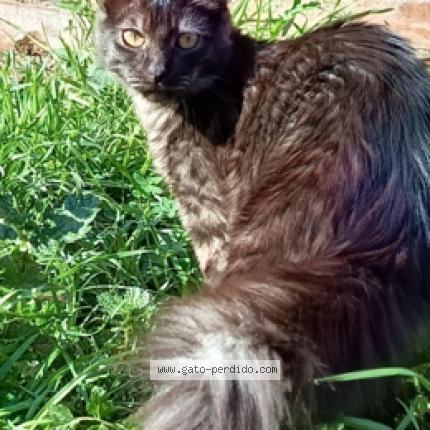 Foto 1/1 Saul Chat perdido en La florida