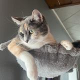 Foto del gato perdido en Mailley Et Chazelot