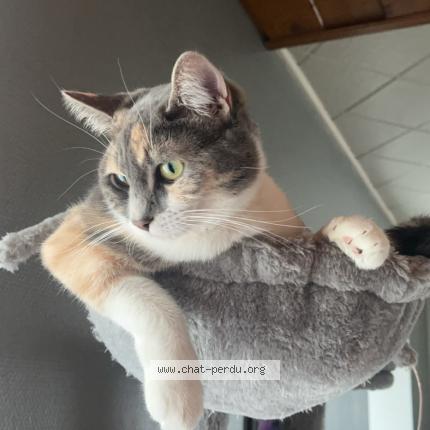 Foto 1/1 Plume Chat perdido en Mailley et chazelot