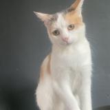 Foto del gato perdido en Momalle