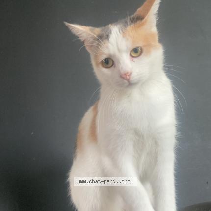 Foto 1/1 Lilou Chat perdido en Momalle