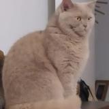 Foto del gato perdido en Cournon D Auvergne