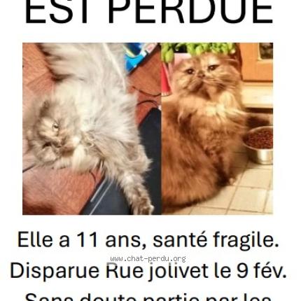 Foto 1/1 Pirlouette Chat perdido en Liege