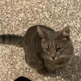 Foto del gato perdido en Roubaix